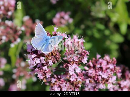 Kleiner blauer Schmetterling, Cupido minimus auf rosa Blume Stockfoto