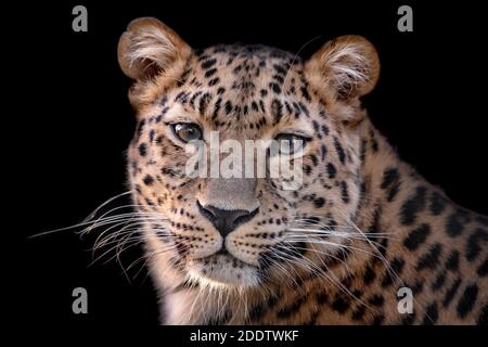 Weibliche Amur Leoparden Blick in Richtung Kamera Stockfoto