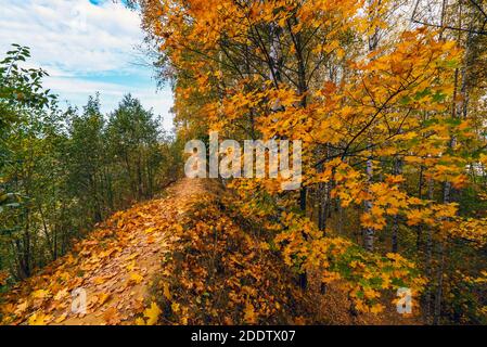 Ein Pfad mit gelben Ahornblättern übersät. Leningrad. Stockfoto
