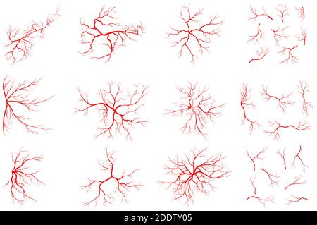 Vene-Set-Illustration isoliert auf weißem Hintergrund. Sammlung von Grafiken des menschlichen Blutsystems. Rotes Gefäß, Arteriendesign. Anatomische Symbolgruppe. Vect Stock Vektor