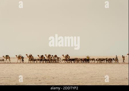 Kamel und Esel Züge transpiring Salzblöcke aus der abgebaut Danakil Tiefstand Salzebenen in der Afar-Region des Nordens Äthiopien Stockfoto