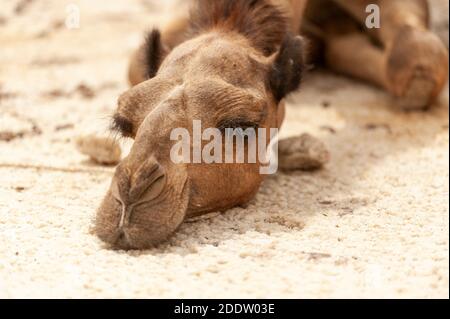 Kamel und Esel Züge transpiring Salzblöcke aus der abgebaut Danakil Tiefstand Salzebenen in der Afar-Region des Nordens Äthiopien Stockfoto