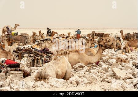 Salzbergarbeiter arbeiten in der Danakil Depression Salzfelder in Die Afar-Region Nordäthiopiens Stockfoto