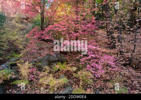 Bigtooth Maple Tree (Acer grandidentatum) in Herbstfarben Stockfoto