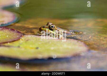 Gewöhnlicher Frosch (Pelophylax perezi), der sich auf der Wasseroberfläche sonnt. Bild aufgenommen in einem See in León, Spanien. Stockfoto