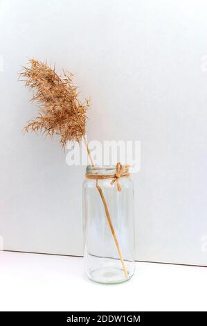 Trockenes Schilf in einer handgefertigten Vase aus Glas auf weißem Hintergrund. Minimaler Trend umweltfreundliches Konzept, neutrale Palette, Designelement. Abstrakter natürlicher Rückenspan Stockfoto