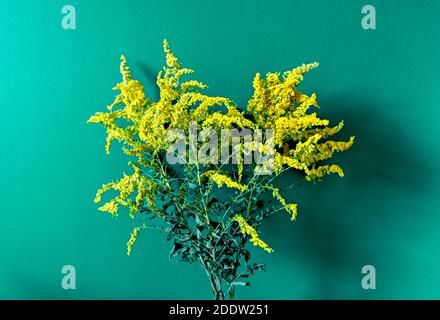 Bouquet von trockenen Mimosen Blumen auf einem blau-grünen Hintergrund. Gelbe getrocknete Blüten, Stillleben, türkisfarbener Hintergrund Stockfoto