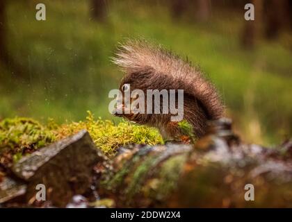 UK, Yorkshire - Nov 2020: Red Squirrel schützt sich unter seinem eigenen Schwanz, wenn der Regen fällt Stockfoto