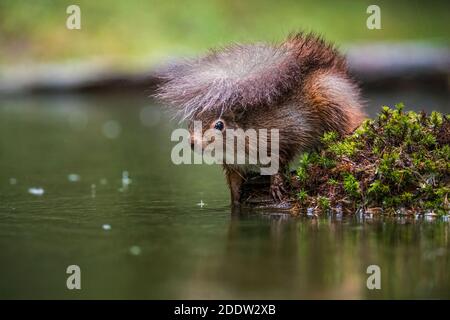 UK, Yorkshire - Nov 2020: Red Squirrel schützt sich unter seinem eigenen Schwanz, wenn der Regen fällt Stockfoto