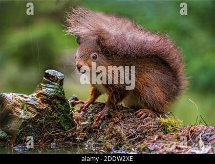 UK, Yorkshire - Nov 2020: Red Squirrel schützt sich unter seinem eigenen Schwanz, wenn der Regen fällt Stockfoto