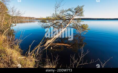 Bäume am Seeufer spiegeln sich in der Spiegelfläche. Leningrad. Stockfoto