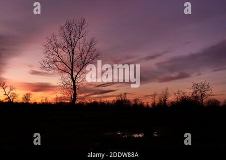Wunderbarer Sonnenuntergang über einem blattlosen Baum auf dem Feld in der Nähe des Flusses Sava, fotografiert während der Herbstsaison Stockfoto