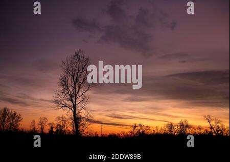 Wunderbarer Sonnenuntergang über einem blattlosen Baum auf dem Feld in der Nähe des Flusses Sava, fotografiert während der Herbstsaison Stockfoto