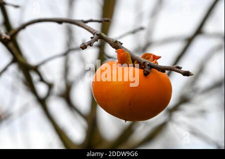 Leuchtend orange Persimmon Frucht wächst auf einem Baum im Winter. Stockfoto