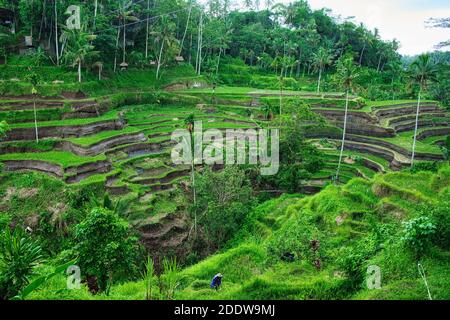 Reisterrassen Übersicht Ubud Bali Indonesien Stockfoto