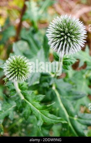 Weiße echinops oder Kugeldisteln (Echinops sphaerocephalus) 'Arctic Glow' blühen. Stockfoto