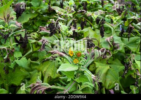 Yakon Blume und Laub mit einigen Frostschäden im November. Frost wird benötigt, um den Geschmack des Yacon oder peruanischen gemahlenen Apfels zu verbessern. Stockfoto