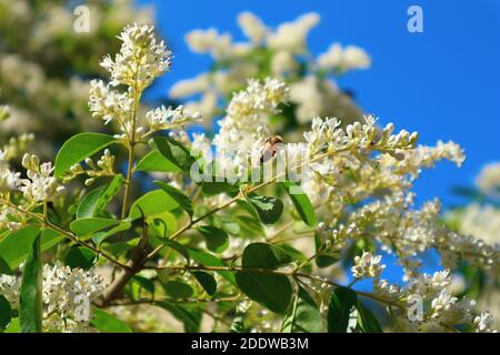 Europäischer (oder wilder) Ligustrum vulgare blühender Strauch. Biene bestäubt weiße Blüten. Stockfoto