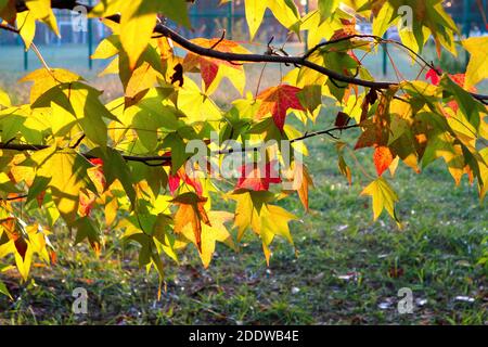 Herbstgelbe und rote Blätter von Liquidambar styraciflua (amerikanischer Süßgummi, Bernsteinbaum). Herbstsaison Stockfoto