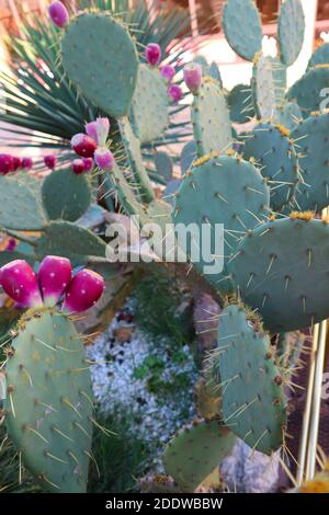 Indische Feige Kaktus aus Kaktus (Opuntia ficus-Indica) mit essbaren Früchten Stockfoto