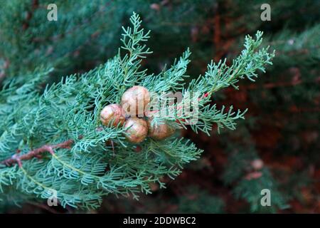 Mediterrane Zypresse (Cupressus sempervirens) Laub und Zapfen. Stockfoto