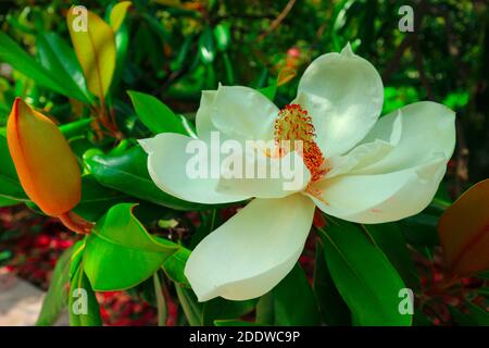 Magnolia grandiflora. Große weiße Blume auf einem südlichen Magnolienbaum. Stockfoto