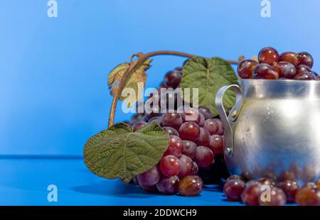 Traubenfrüchte. Zutat für Säfte und Wein. Traubenbeeren in Aluminiumbehälter. Blauer Hintergrund. Menschliche Nahrung Stockfoto