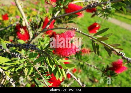Blühende Flaschenbürste Pflanze Callistemon citrinus. Rote flauschige Blütenköpfe auf dem immergrünen Strauch. Stockfoto