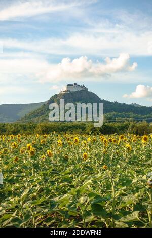 Fuzer Schloss auf einem vulkanischen Hügel in Nordungarn mit Sonnenblumen im Vordergrund Stockfoto