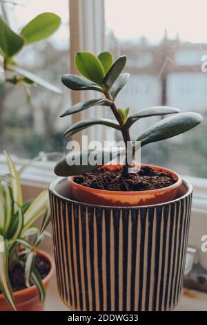 Blick auf kleine Jadepflanze in dekorativem Topf, die zu Hause auf einer Fensterbank wächst, flacher Fokus. Stockfoto