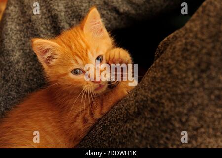 Tiere, Katze, Ohr, Emotion, leer, Ausdruck, Augen, Junge, häusliche, Haustier, Katze, Katzen, Natur, Tierwelt, Stockfoto