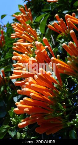 Eine vertikale Aufnahme von orangen Flamevine-Blüten Stockfoto