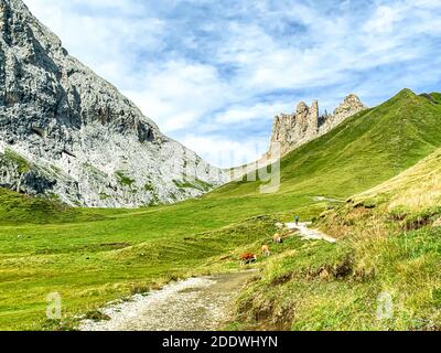 Mann geht mit dem Mountainbike auf einer Bergroute - Der junge Mountainbiker fährt mit seinem E-Bike auf einem Trail Durch Wiesen - Mountainbiken Stockfoto