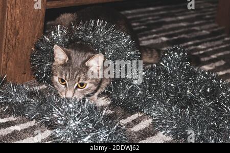 Eine Katze, die mit Weihnachtsschmuck spielt Stockfoto