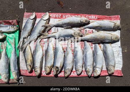 Getrockneter Fisch wird auf dem Fischmarkt in Kota Kinabalu, Sabah, Malaysia verkauft Stockfoto