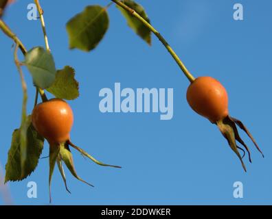 Rosa 'Warm Welcome' orange Rose Hüften Stockfoto