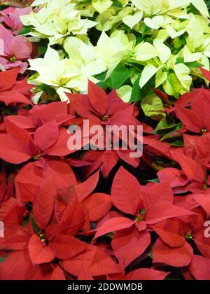Eine Nahaufnahme von roten und grünen Weihnachtsblumen Stockfoto
