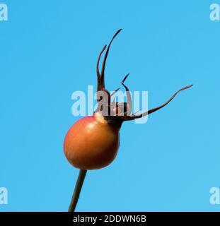Marienkäfer schmiegen sich in eine orangefarbene Hagebutte Stockfoto