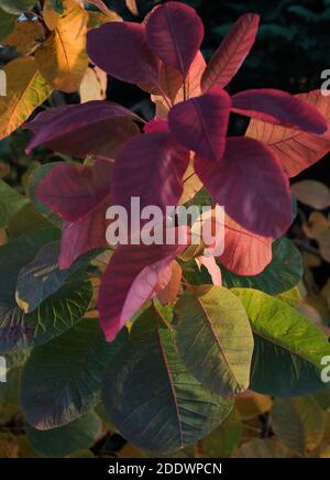 Cotinus coggygria 'Grace' Stockfoto