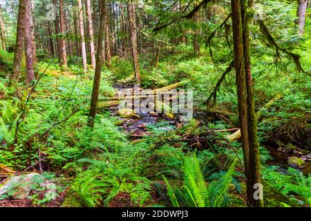 Ein Bach in einem Dickicht aus grünem Wald mit hohen Bäumen, Steinen und Farnsträuchern an einem sommerlichen, sonnigen Tag Stockfoto