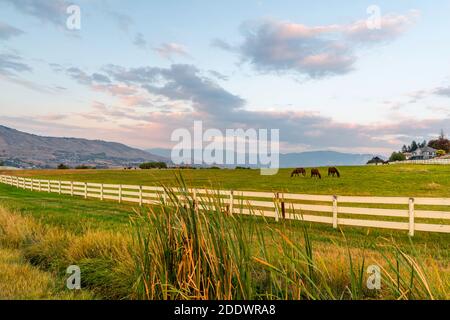 Bay Horses grasen auf der Wiese gegenüber privaten zweistöckigen Häusern, hinter dem weißen Holzzaun an einem sonnigen Herbstabend. Wald mit bunten Bäumen Stockfoto