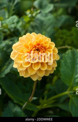 Nahaufnahme von Dahlia Coup de Soleil eine dekorative Dahlia Das ist Sommer blüht EINE tuberöse Pflanze, die sommergrün ist Und halb winterhart Stockfoto