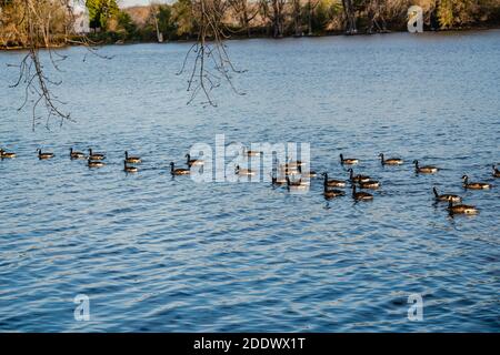 Gänseaktivitäten im Herbst Stockfoto