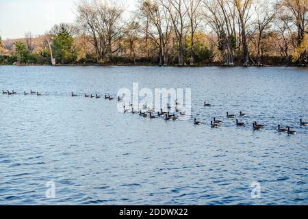 Gänseaktivitäten im Herbst Stockfoto