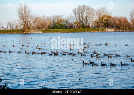 Gänseaktivitäten im Herbst Stockfoto