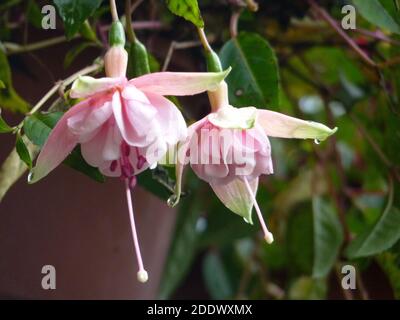 Medinilla Pflanze mit schnen hngenden rosa Blten Stockfotografie - Alamy