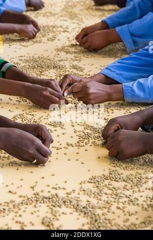 Eine vertikale Aufnahme afroamerikanischer Hände, die durch den Kaffee sortieren Bohnen in einer Fabrik Stockfoto