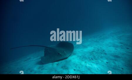 Stock Foto von exotischen Strahl unter Wasser. Stockfoto