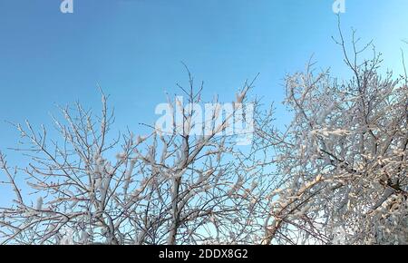 Baumkronen mit geschwollenen Knospen, Ende des Winters. Schneebedeckte Äste gegen einen klaren hellblauen Himmel. Stockfoto