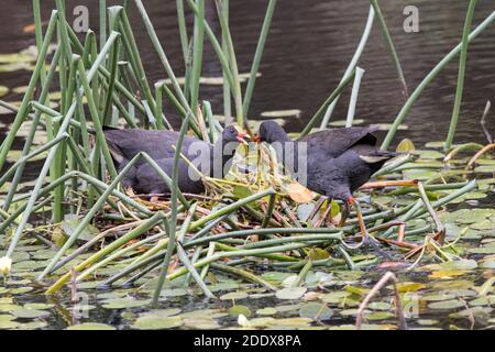 Dunkle Moorhens sammeln Wasserpflanzen für Nest Stockfoto